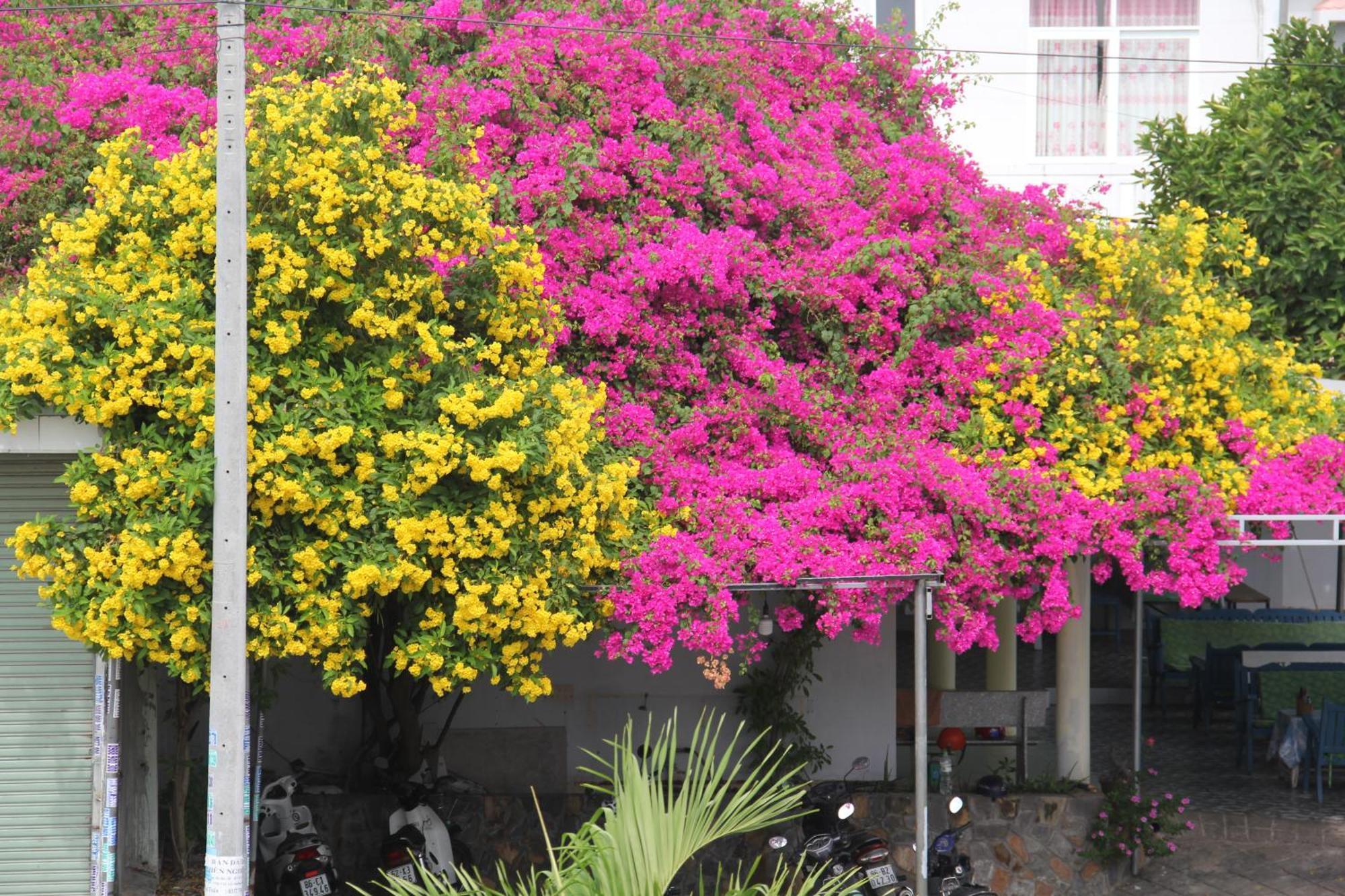 Dynasty Muine Resort Ap Thien Phuoc Kültér fotó
